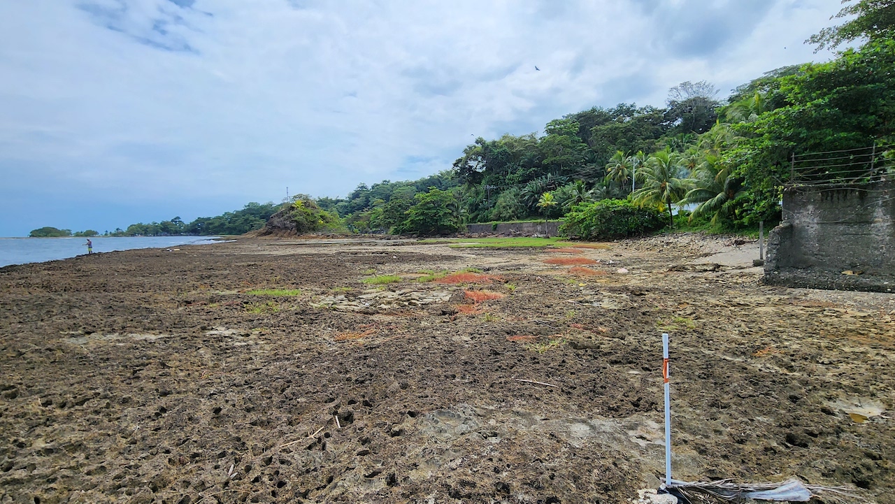 Lote 5,596 m2 en Limón centro frente al mar para desarrollo: Hotelero o Apartamentos en Limón, Limón miniatura 8